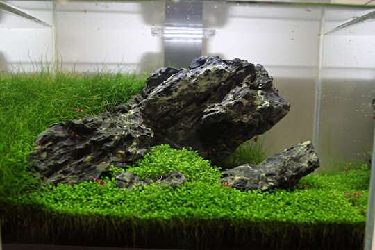 Nanoakvarium